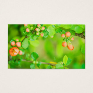 Flores frescas, verdes e vermelhas