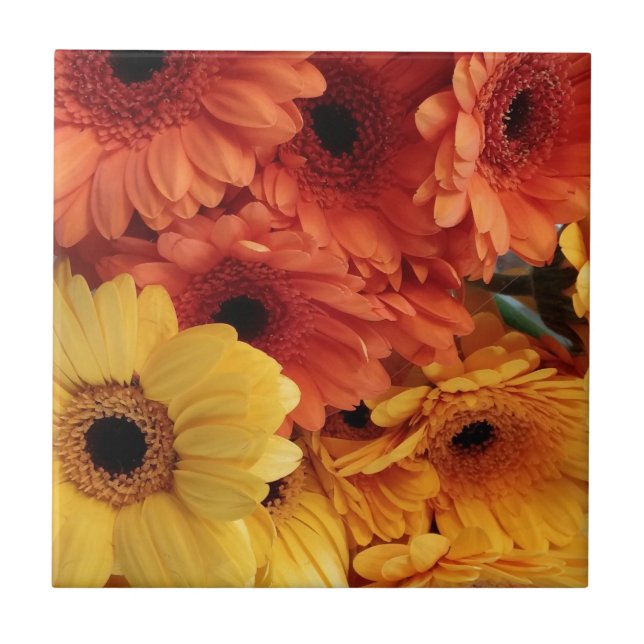 Flores Gerbera Brilhantes, Amarelo Laranja, Flora (Frente)