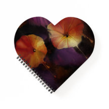 Flores Gloriosas da Manhã