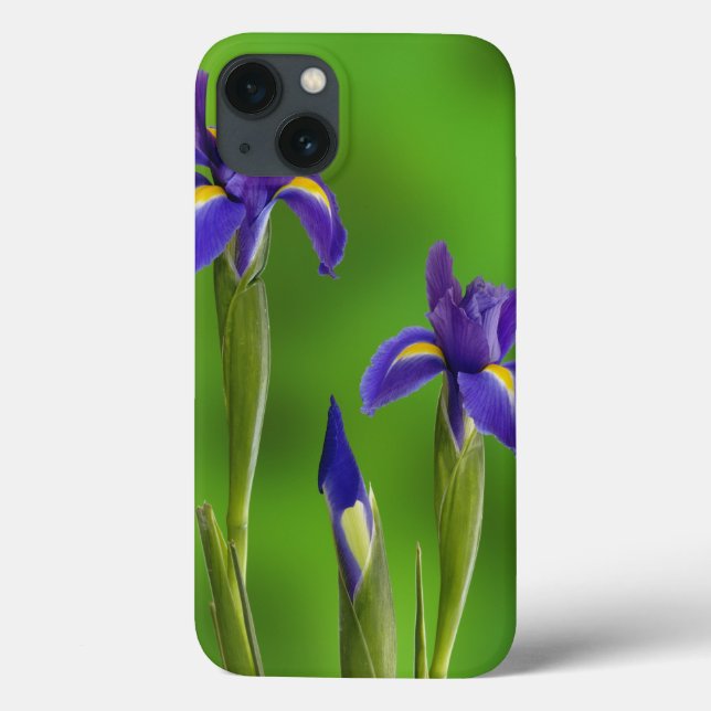 Flores Iris (Verso)