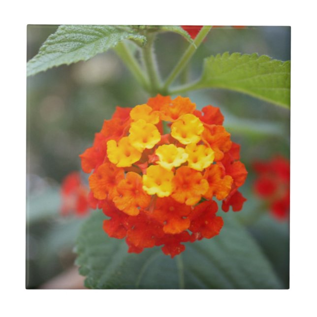 Flores italianas (Frente)