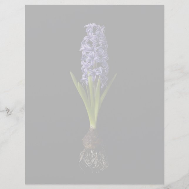 Flores | Lâmpada de Hyacinth Roxa (Frente)