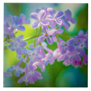 Flores Liláticas Roxas