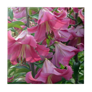 Flores lírios cor-de-rosa