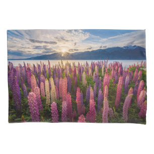 Flores   Lupinas Nova Zelândia