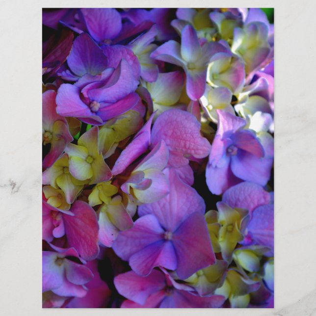Flores magenta púrpura amarelas Hydrangas (Frente)