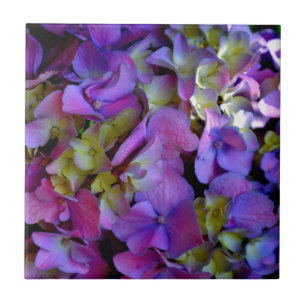 Flores magenta púrpura amarelas Hydrangas