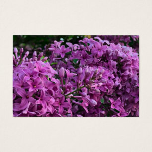 Flores magenta roxas profundas elegantes flores li