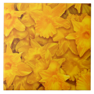 Flores Narciso