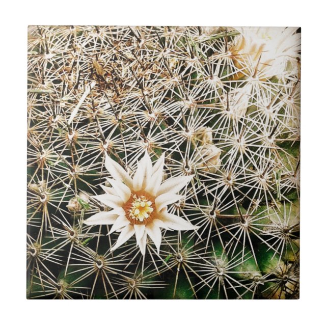 Flores num Cactus (Frente)