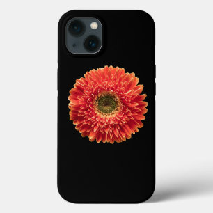 Flores   Orange Gerbera Daisy