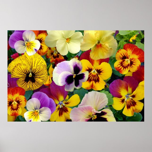 Flores Pansy ~ Poster (Frente)