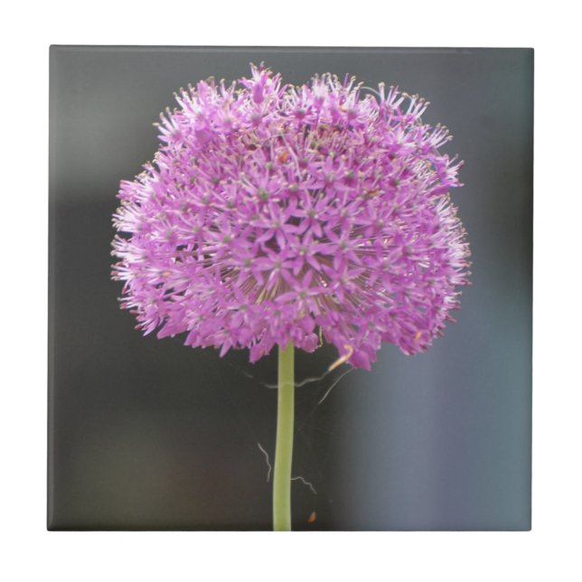 Flores para Todos (Frente)