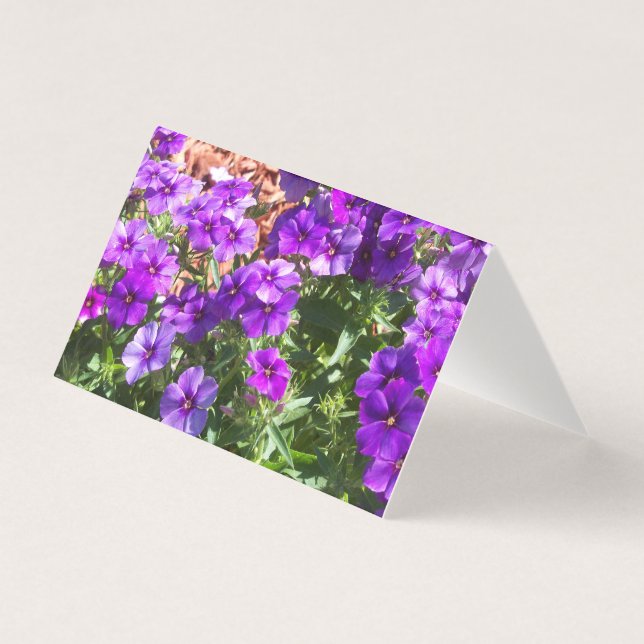 Flores Phlox roxas num cartão de vazio (Frente)