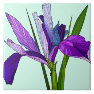 Flores Pintadas, íris púrpura bonito na menta