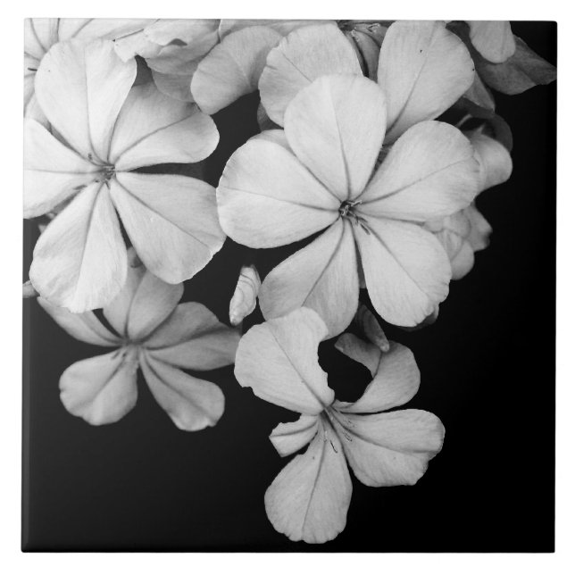 Flores pretas e brancas close-up (Frente)