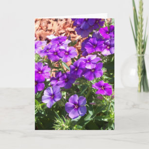 Flores Purple Phlox num cartão de saudação de v