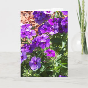 Flores Purple Phlox num cartão de saudação de vazi