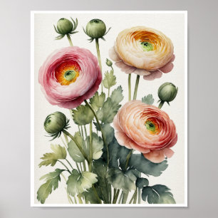 Flores Ranunculus Poster de cor de água feita à mã