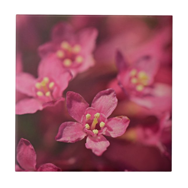 Flores Rosa Bonitas (Frente)