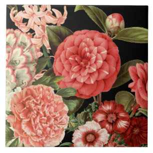 flores rosa-botânica modernas, antigas