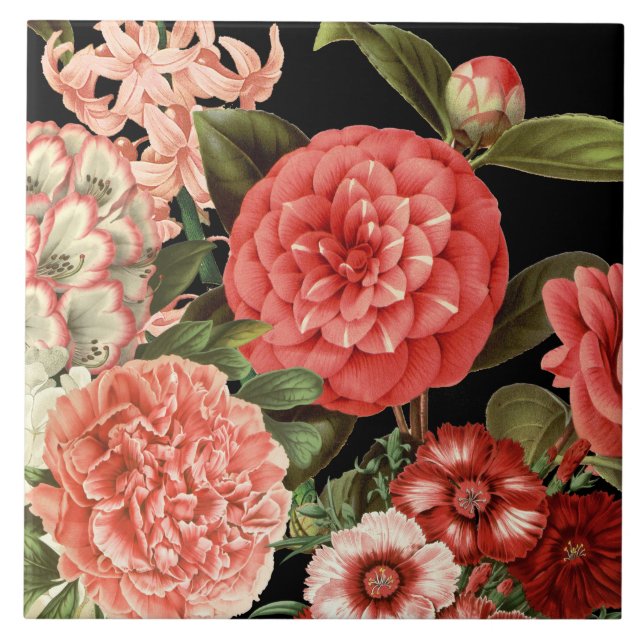 flores rosa-botânica modernas, antigas (Frente)