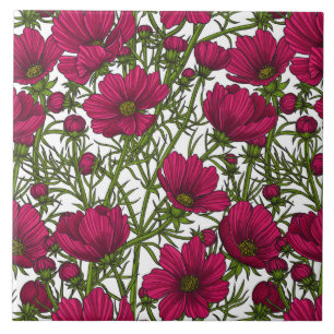 Flores rosa Cosmos