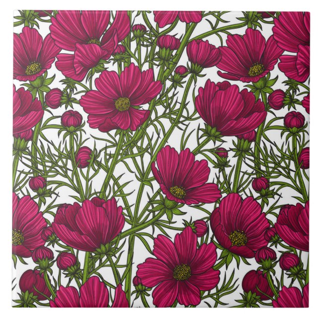 Flores rosa Cosmos (Frente)