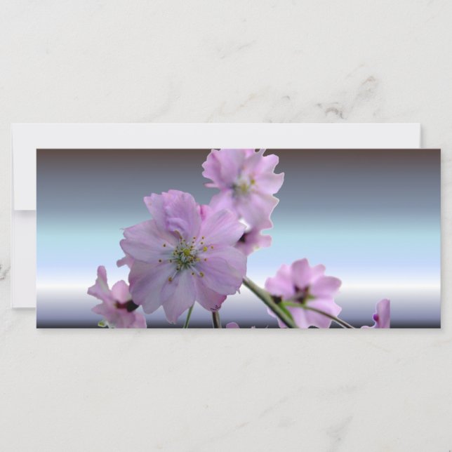 Flores Rosa, Flores de Cereja (Frente)