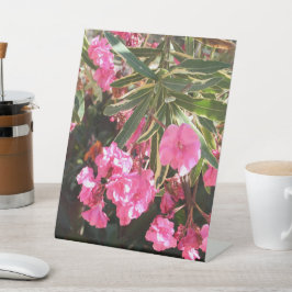 Flores rosa na árvore