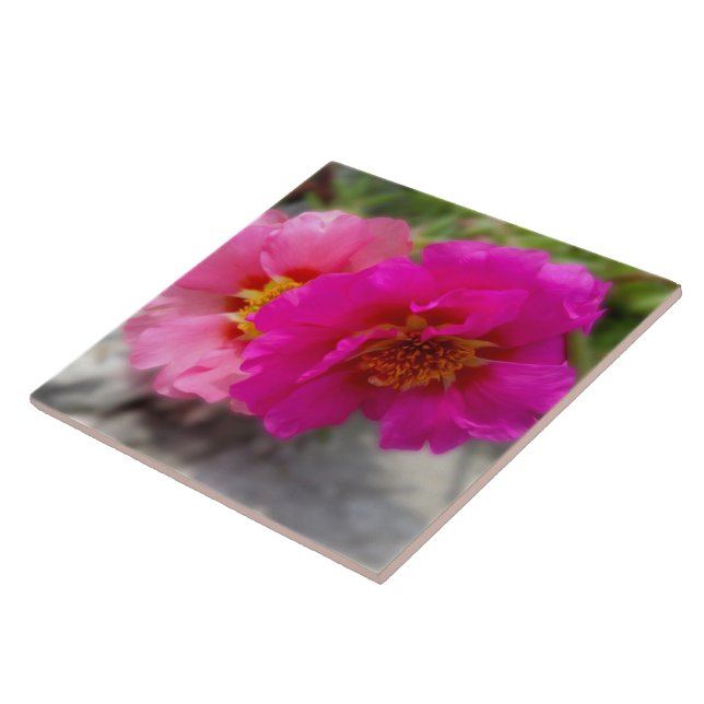Flores rosa no sol (Lateral)