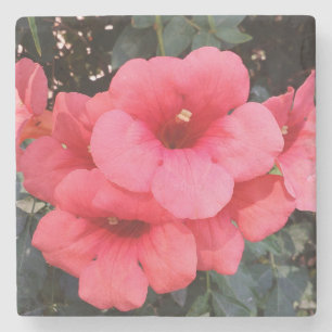 Flores Rosa Porta copos de Pedra do Mármore Fotogr