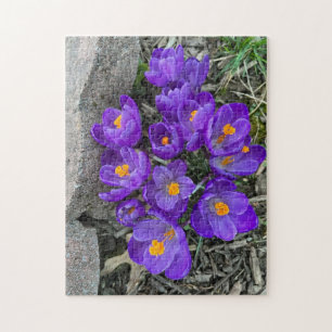 Flores Roxas bonito de Crocus em Quebra-cabeça de 