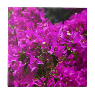 Flores roxas de Bougainvillea