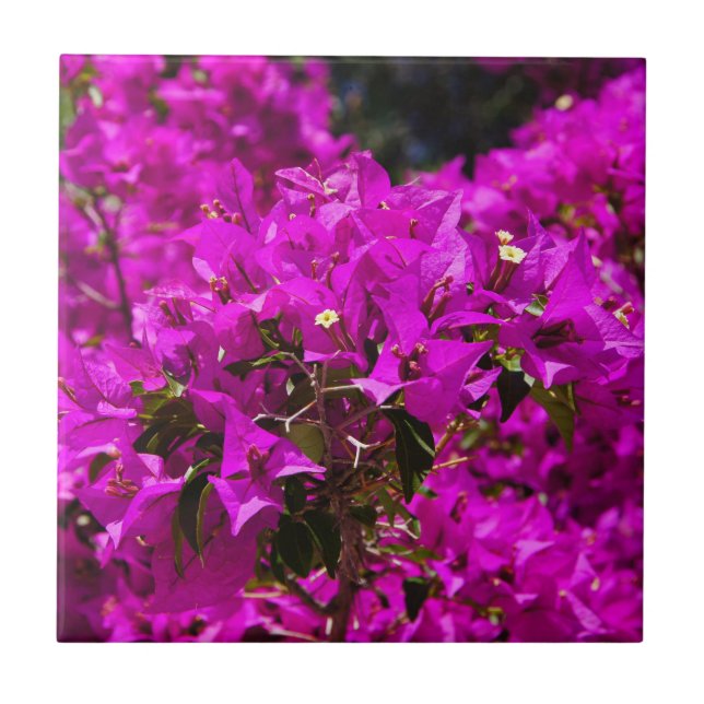 Flores roxas de Bougainvillea (Frente)