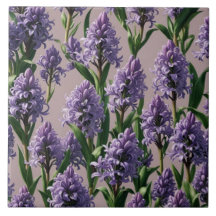 Flores roxas de Hyacinth Holandesas