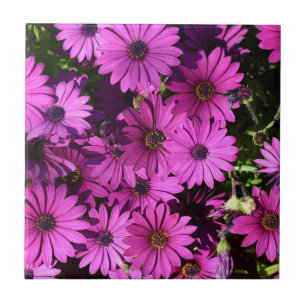 Flores roxas de osteospermum