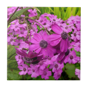 Flores Roxas de São Francisco