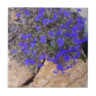 Flores roxas entre o azulejo das rochas