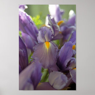 Flores Roxas Iris Poster