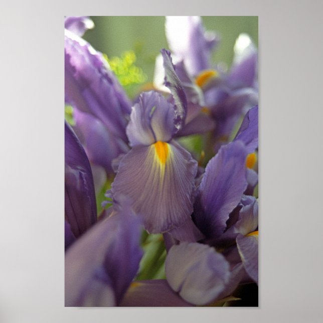 Flores Roxas Iris Poster (Frente)