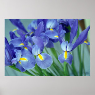 Flores Roxas Iris Poster