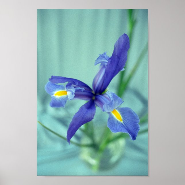 Flores Roxas Iris Poster (Frente)
