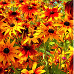 FLORES RUDBECKIA<br><div class="desc">Um design fotográfico de flores bonito de Rudbeckia,  também conhecida como Susan de olhos negros ou flores de cone.</div>