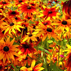FLÔRES RUDBECKIA   