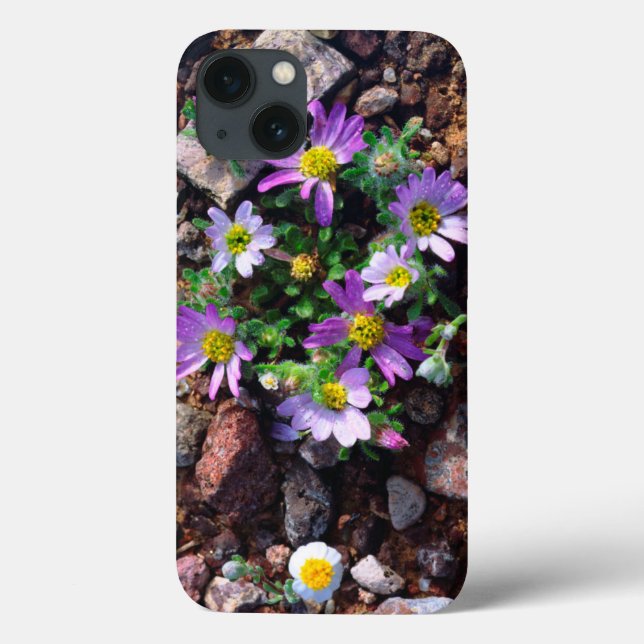 Flores selvagens (Verso)