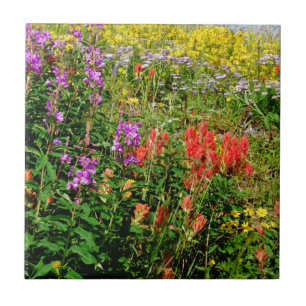 Flores selvagens das Montanhas Rochosas