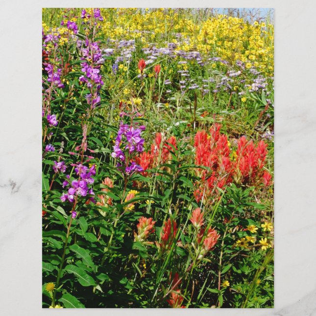 Flores selvagens das Montanhas Rochosas (Frente)