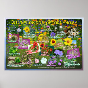 Flores selvagens de Oklahoma Poster 19v2