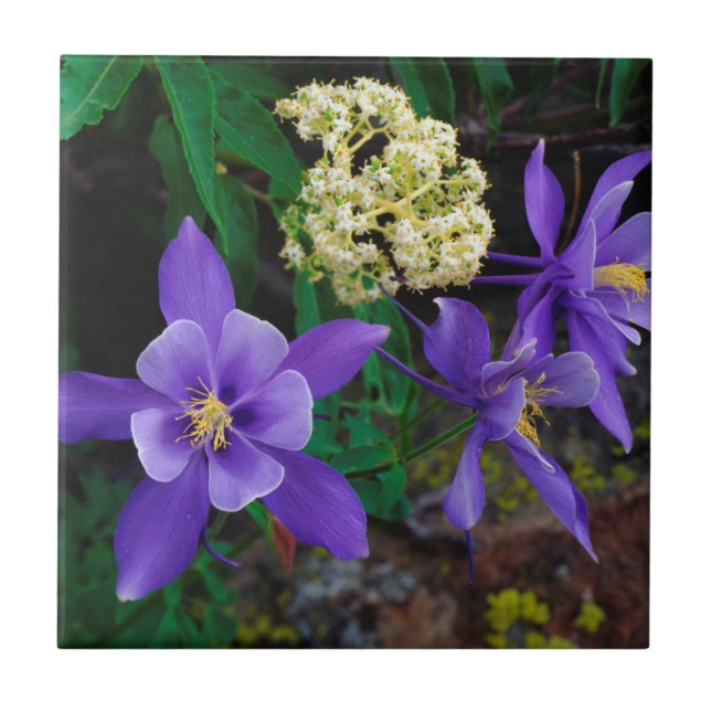 Flores selvagens mutantes de Columbine (Frente)